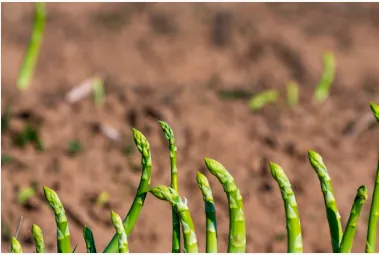 Plantação de espargo em clima temperado