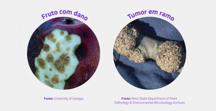 pragas_auxiliares_pulgao_Carrossel