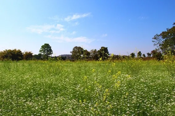 Coentro | Flora e Fauna | AgroB
