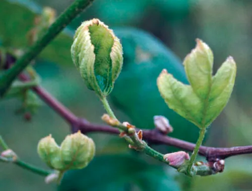 Eutipiose | Doenças nas Culturas Agrícolas | AgroB