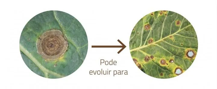 Doenças nas culturas | Alternaria | AgroB
