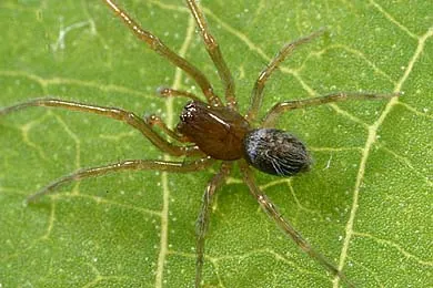 Flora e Fauna | Aranha | AgroB