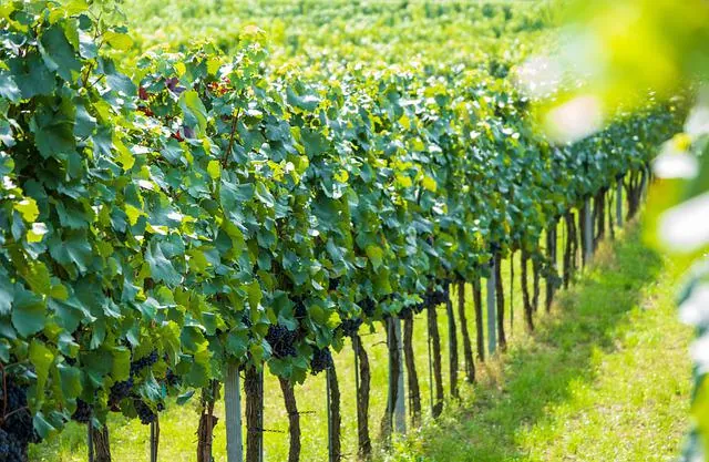 Cultiva-te | Influência do tipo de solo na qualidade do vinho | AgroB