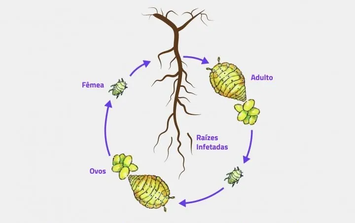 Filoxera | Pragas e Auxiliares | AgroB
