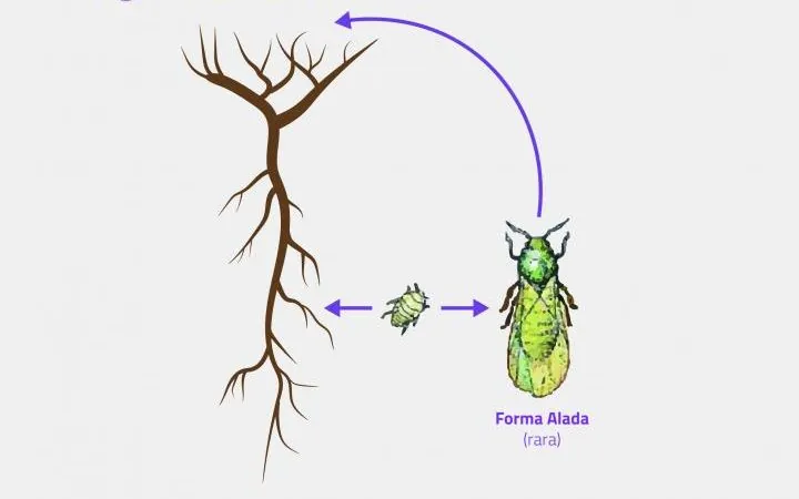 Filoxera | Pragas e Auxiliares | AgroB