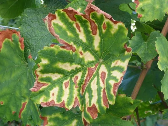 Esca | Doenças nas culturas agrícolas | AgroB