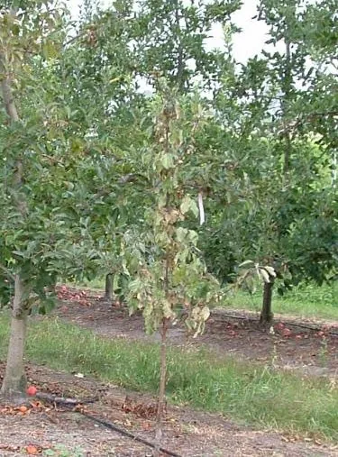 Doenças | Rosellinia | AgroB