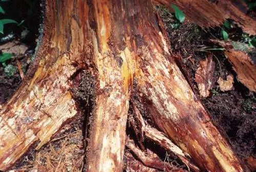 Doenças | Rosellinia | AgroB