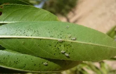 Pragas e Auxiliares | Monosteira Unicostata |AgroB