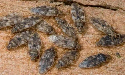Pragas e Auxiliares | Monosteira Unicostata |AgroB
