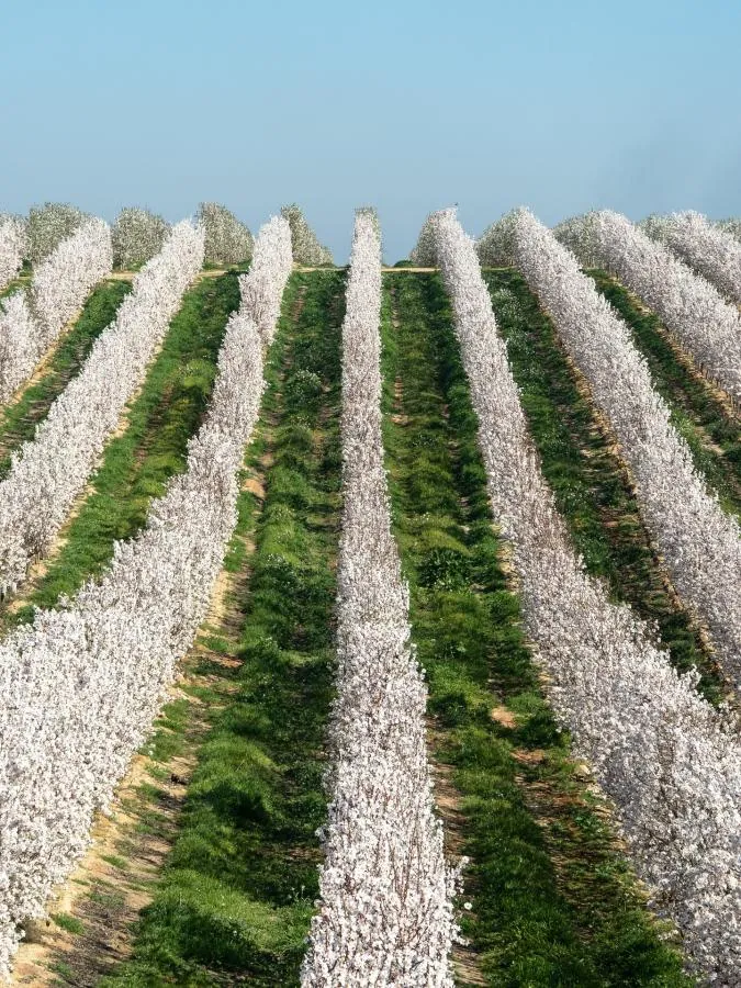 Aproveitamento dos subprodutos de amêndoa | Agricultura e Sustentabilidade | AgroB