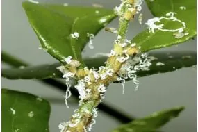 Diaphorina Citri | Pragas e Auxiliares | AgroB