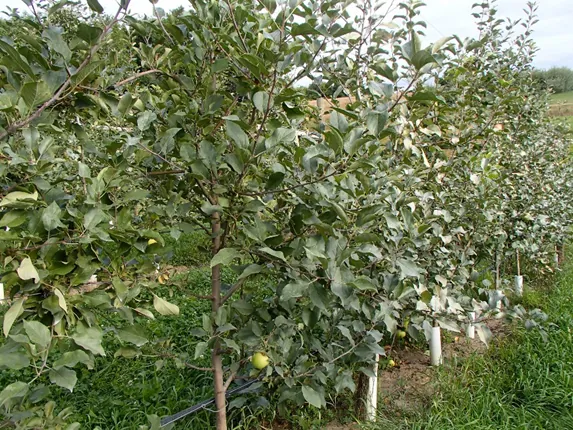 Chumbo das prunóideas | Doenças nas culturas | AgroB