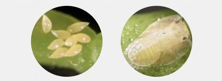 Diaphorina Citri | Pragas e Auxiliares | AgroB