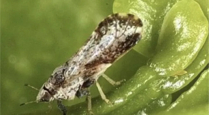 Diaphorina Citri | Pragas e Auxiliares | AgroB