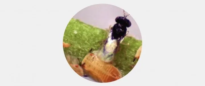 Diaphorina Citri | Pragas e Auxiliares | AgroB