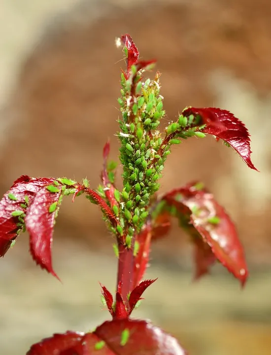 Petúnia | Flora e Fauna Auxiliar | AgroB