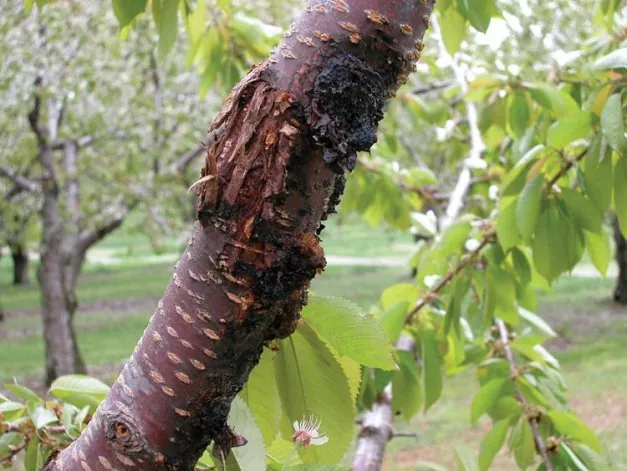 Doenças | Cancro Bacteriano nas prunóideas | AgroB