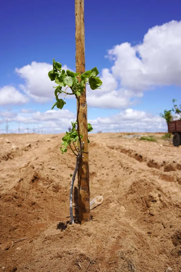 Plantação de plantas | Boas-práticas agrícolas | AgroB
