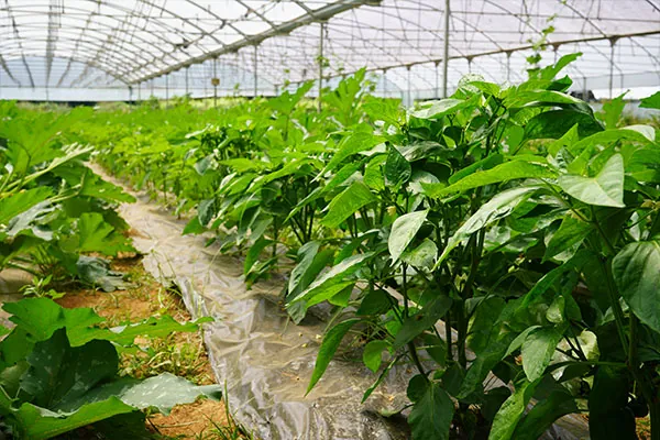 Visita Técnica sobre Circuitos Curtos | Plantação de hortícolas Biodiversus