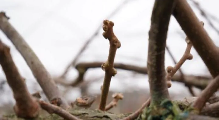 Poda da actinidea | Boas Práticas Agrícolas | AgroB