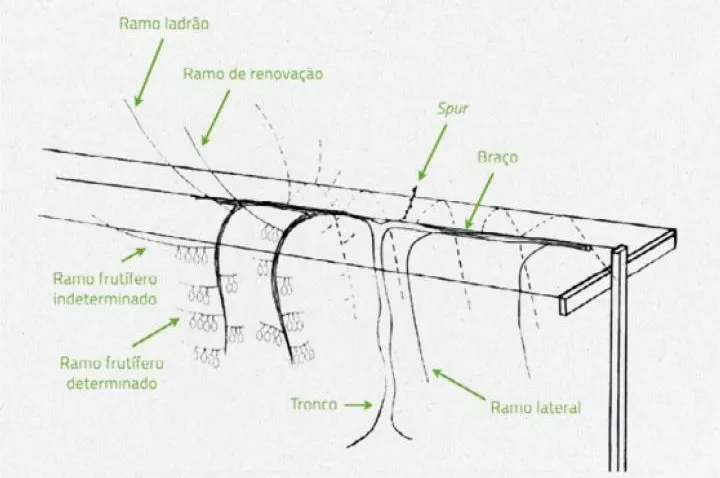 Poda da actinidea | Boas Práticas Agrícolas | AgroB