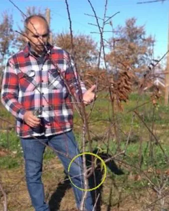 Formação da Amendoeira em Vaso Compactado | Poda da Amendoeira | AgroB