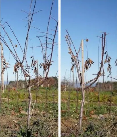 Formação da Amendoeira em Vaso Compactado | Poda da Amendoeira | AgroB