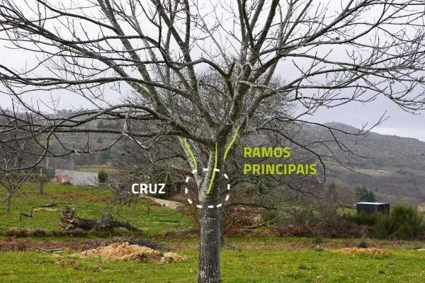 Boas práticas | Poda no Castanheiro | Agrob