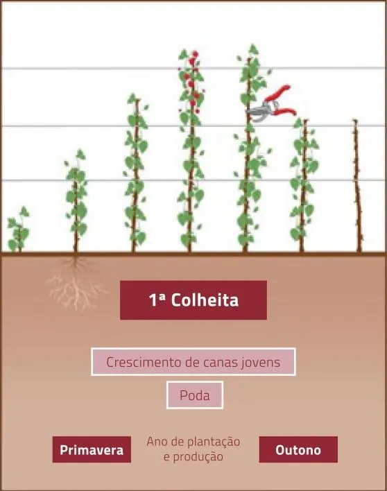 Poda da Framboesa | Boas práticas de Poda | AgroB