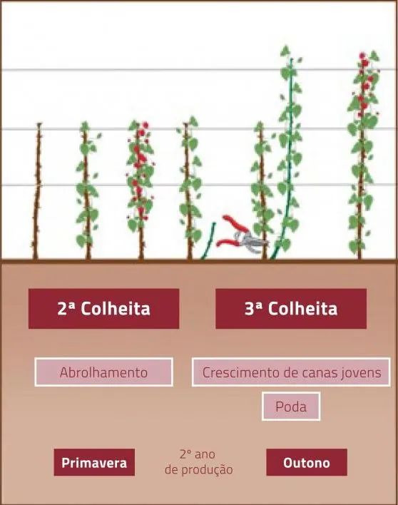 Poda da Framboesa | Boas práticas de Poda | AgroB