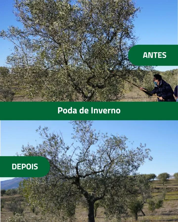 Boas Práticas | Poda no Olival | AgroB