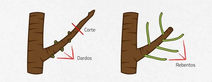 Boas práticas | Poda das Pomóideas | AgroB