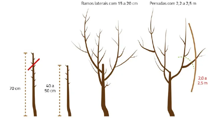 Boas Práticas | Operações de Poda no Medronheiro | AgroB