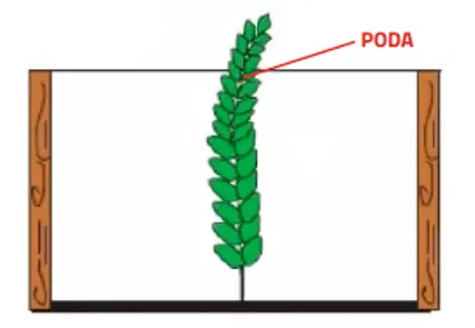 Poda no Maracujá | Boas Práticas Agrícolas | AgroB