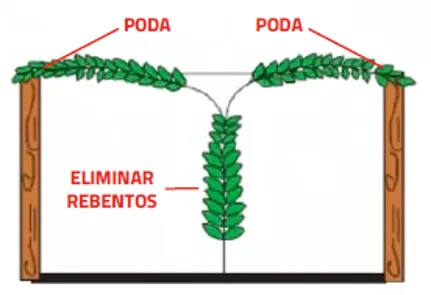 Poda no Maracujá | Boas Práticas Agrícolas | AgroB