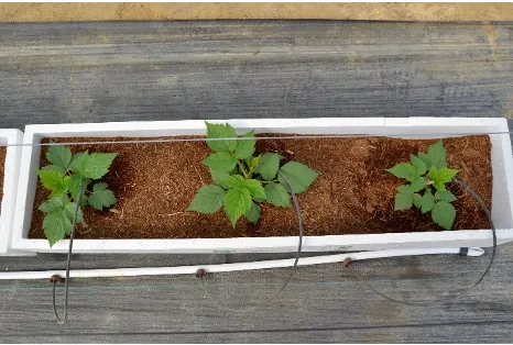 Hidroponia | Sistemas Hidroponicos | AgroB
