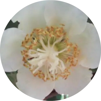 Floração na Actinídea | AgroB