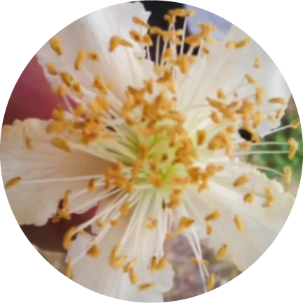 Floração na Actinídea | AgroB