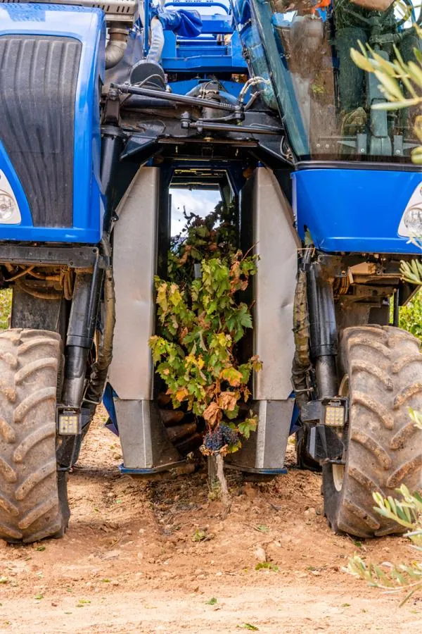 Cuidados na vindima (colheita mecânica)