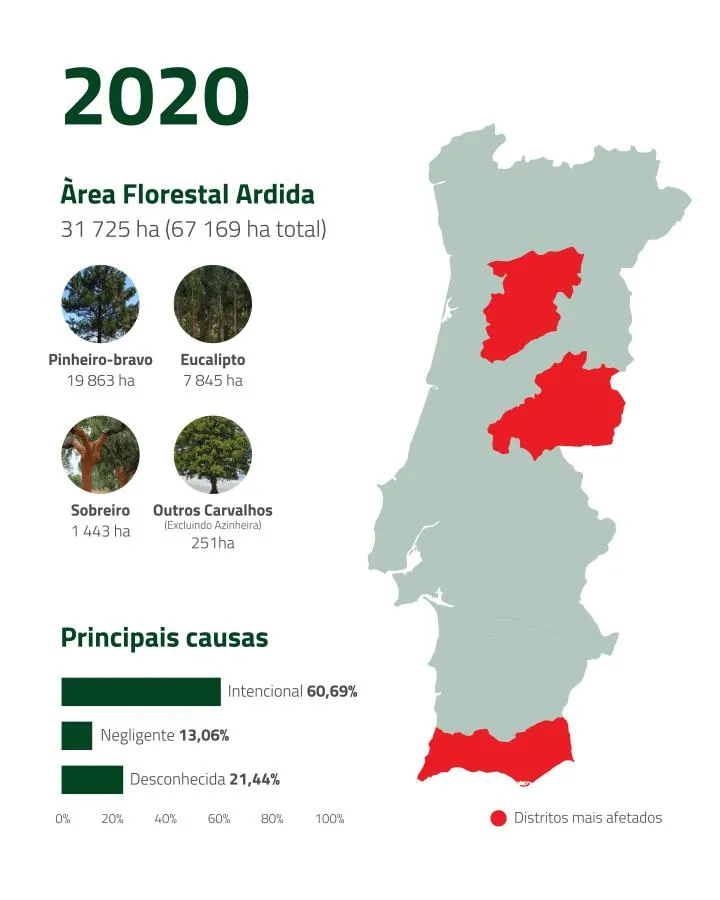 Incêndios florestais 2020 | Espaço Visual