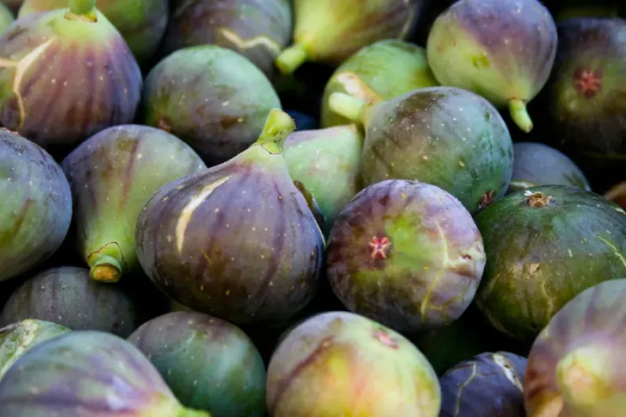 Produção e comercialização de figos: um setor por reanimar | Cultiva-te | AgroB