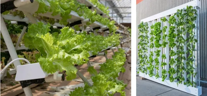 Produção hidropónica em patamares e vertical