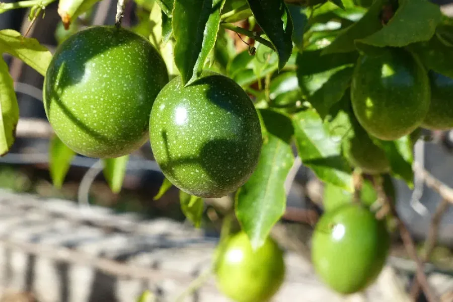 A Cultura do Maracujá | Cultiva-te | AgroB