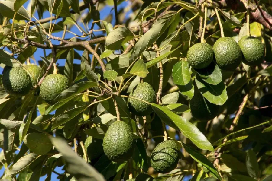 A Cultura do Abacateiro | Cultiva-te | AgroB