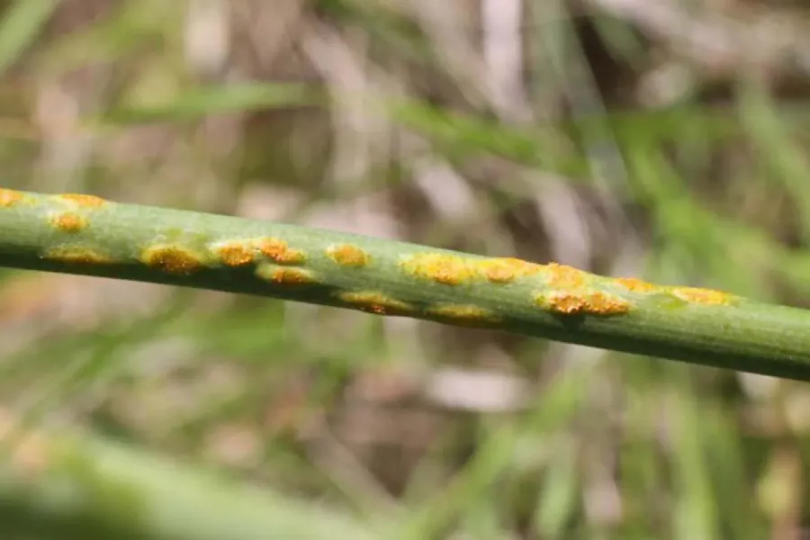 Ferrugem do Espargo | Doenças | AgroB