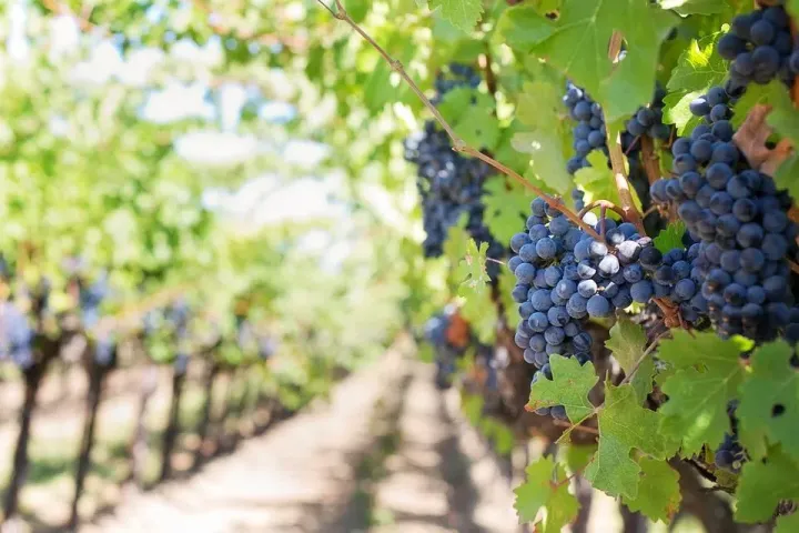 Cultiva-te | Terroir Vinha | AgroB