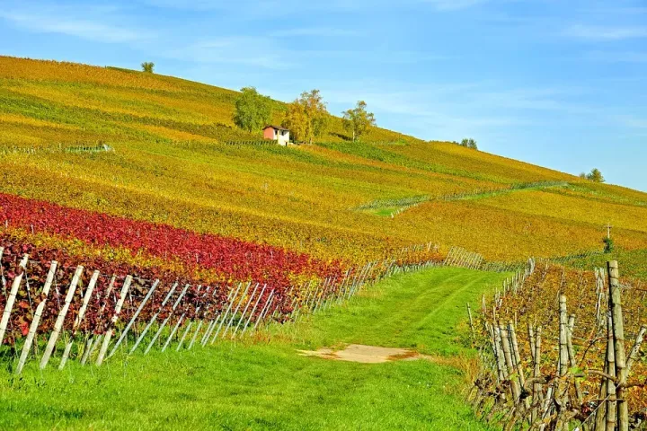 Cultiva-te | Terroir Vinha | AgroB