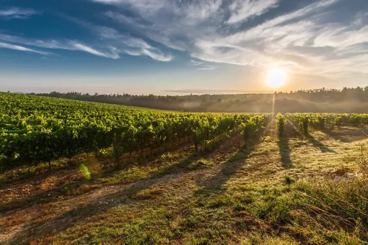 Cultiva-te | Terroir Vinha | AgroB