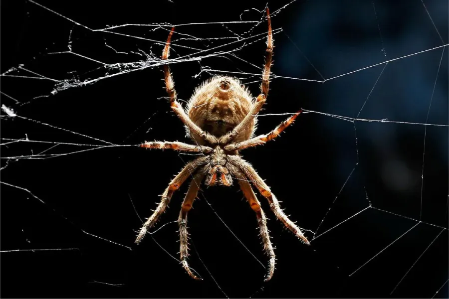 Aranha | Flora e Fauna Auxiliar | AgroB